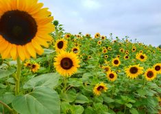 Our seasonal sunflowers